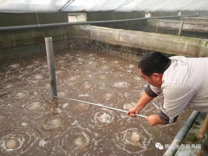 工厂化养虾中后期弧菌防控策略