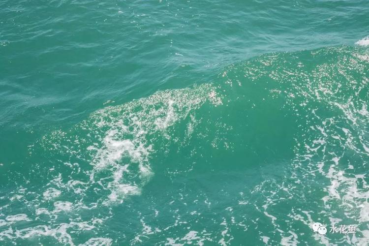 海水鱼养殖对海水环境的需求 构建生态平衡的关键要素